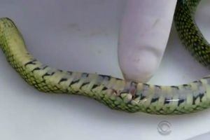 Bebé de un año mata a serpiente a mordidas