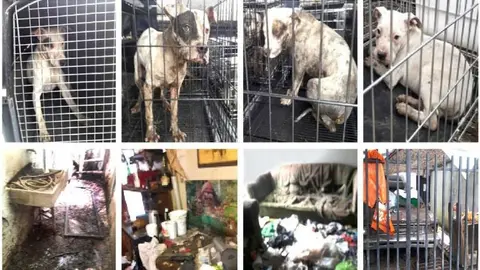 Perros que sufrían abuso sexual fueron rescatados