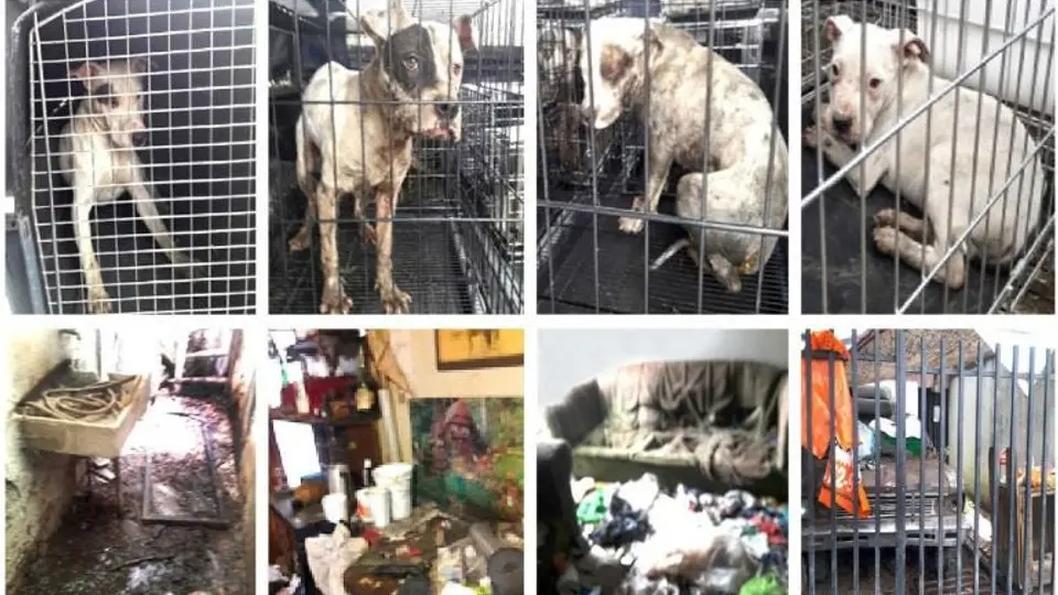 Perros que sufrían abuso sexual fueron rescatados