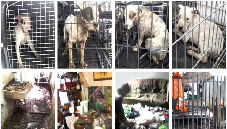 Perros que sufrían abuso sexual fueron rescatados
