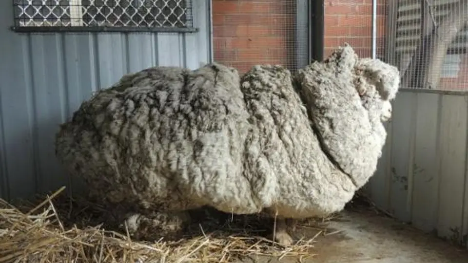 Oveja rompe marca al producir 42 kilos de lana