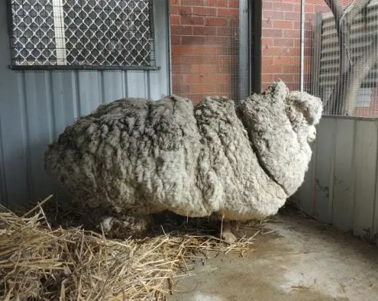 Oveja rompe marca al producir 42 kilos de lana