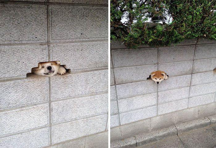 Bored Panda
