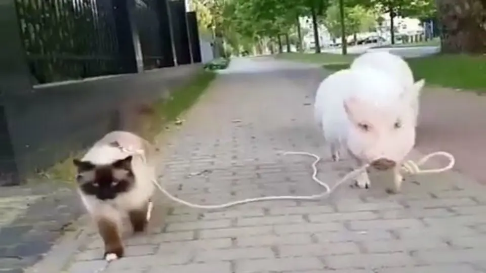 Paseo de un puerco a un gato se vuelve viral