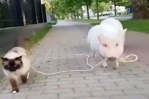 Paseo de un puerco a un gato se vuelve viral