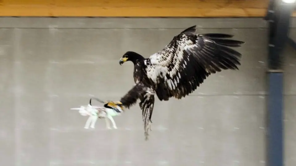 Holanda entrena águilas para derribar drones