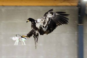 Holanda entrena águilas para derribar drones