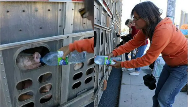Activista podría ir a prisión por dar agua a cerdos