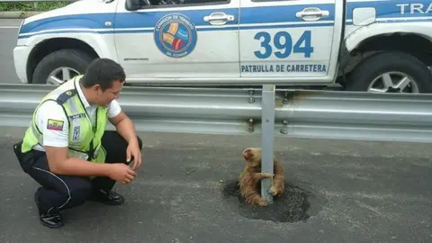 Perezoso se aferra a poste de carretera en Ecuador