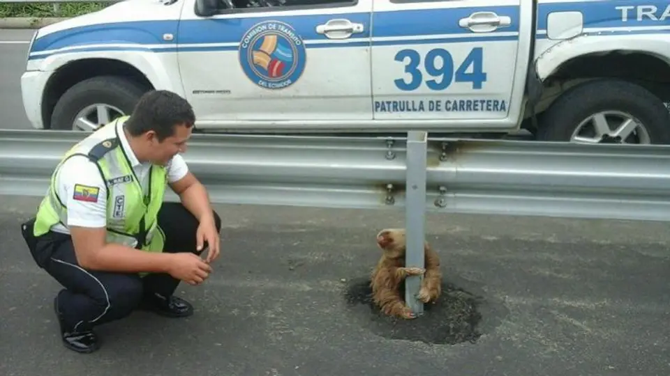 Perezoso se aferra a poste de carretera en Ecuador