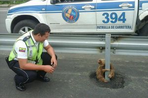 Perezoso se aferra a poste de carretera en Ecuador