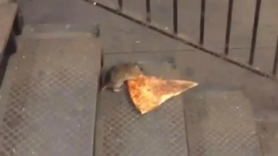 Rata conquista internet al huir con rebanada de pizza