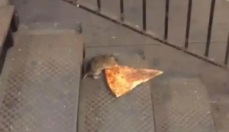 Rata conquista internet al huir con rebanada de pizza