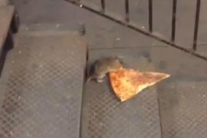 Rata conquista internet al huir con rebanada de pizza