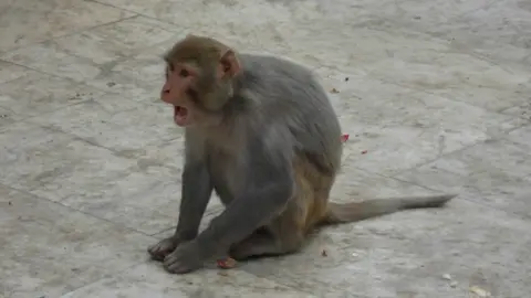 'Arrestan' a mono en la India por robar
