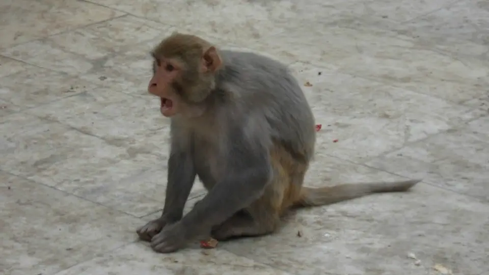 'Arrestan' a mono en la India por robar