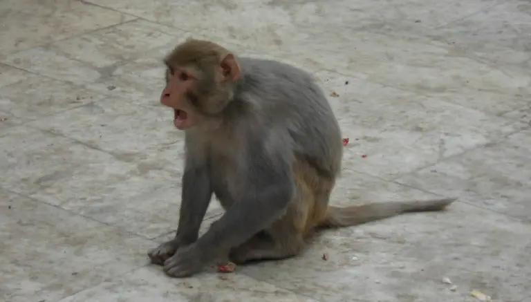 'Arrestan' a mono en la India por robar