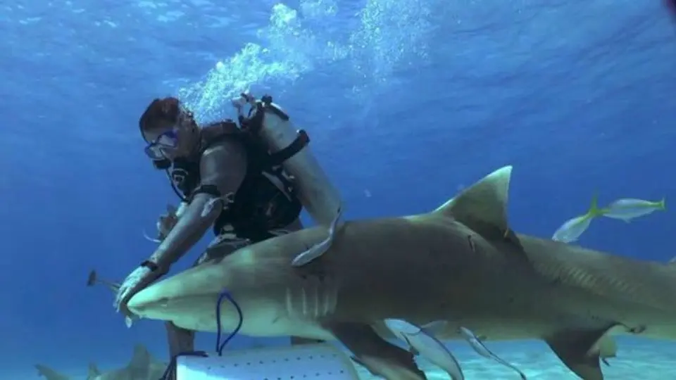Se deja morder y 'encanta' tiburones