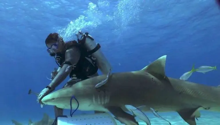 Se deja morder y 'encanta' tiburones