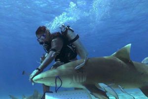 Se deja morder y 'encanta' tiburones