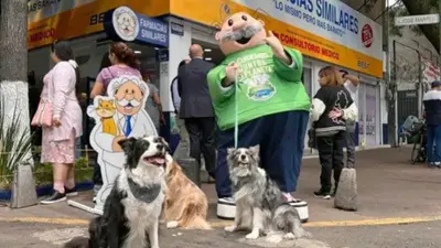 ¿Buscas estética para tu mascota? Dr. Simi anuncia nuevos servicios en México