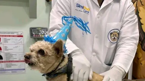 El servicio está pensado solo para los perritos y gatos / Redes Sociales