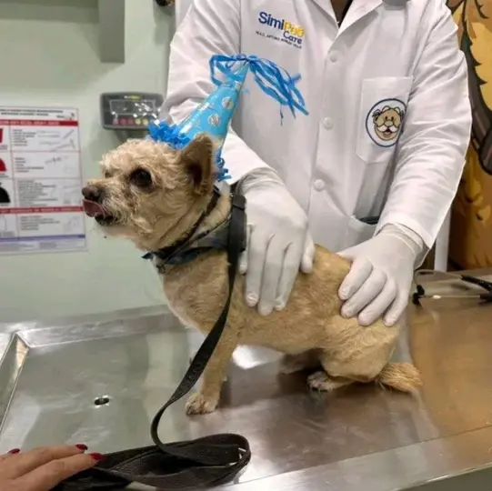 El servicio está pensado solo para los perritos y gatos / Redes Sociales