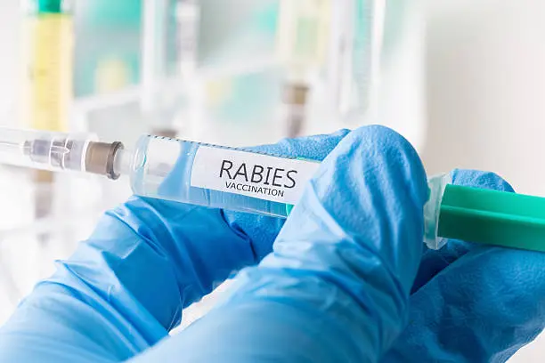 La rabia humana es una enfermedad viral que afecta el sistema nervioso central si no se atiende a tiempo. / iStock