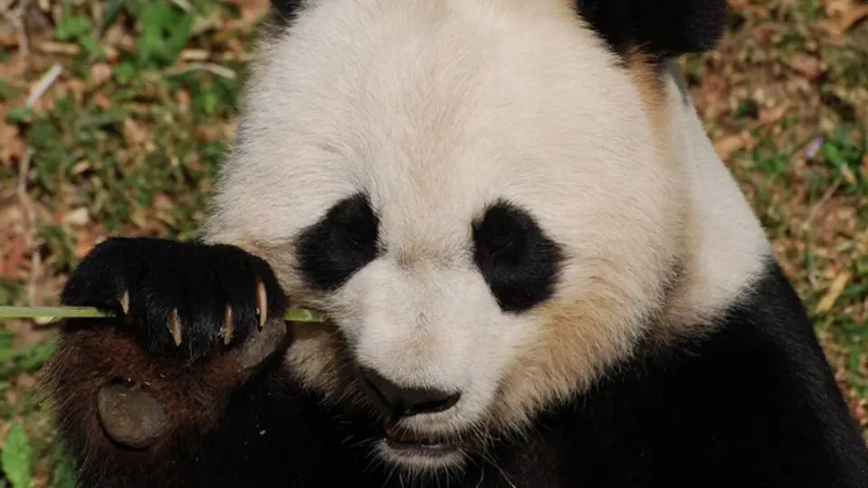 El panda gigante deja de estar en la lista de especies en extinción / FREEPIK