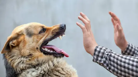 La Organización Mundial de la Salud reconoce a México libre de rabia humana transmitida por perros. / iStock
