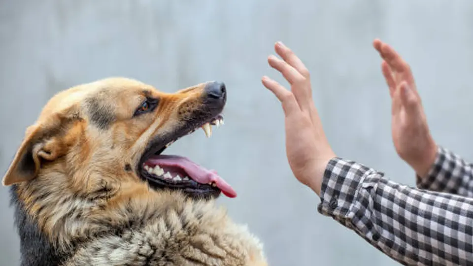 La Organización Mundial de la Salud reconoce a México libre de rabia humana transmitida por perros. / iStock
