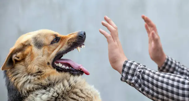 La Organización Mundial de la Salud reconoce a México libre de rabia humana transmitida por perros. / iStock