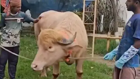 El animal sería sacrificado durante las celebraciones del Eid al-Adha / Especial