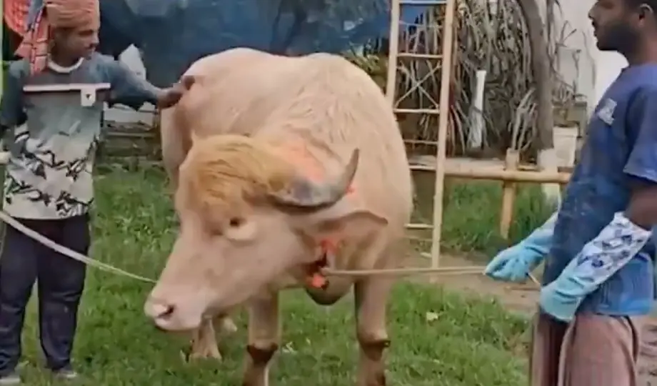 El animal sería sacrificado durante las celebraciones del Eid al-Adha / Especial