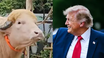 VIDEO: Búfalo parecido a Donald Trump se salva del sacrificio y se vuelve viral