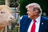 VIDEO: Búfalo parecido a Donald Trump se salva del sacrificio y se vuelve viral
