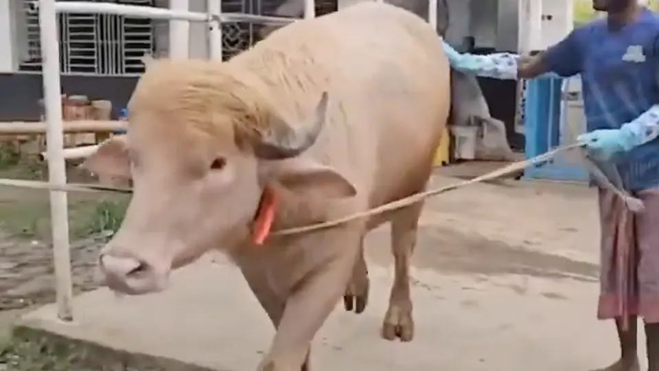 Su fama el internet, logro que el animal no se matara durante una celebración religiosa / Especial