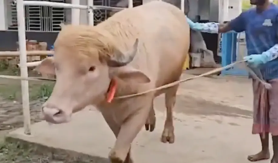 Su fama el internet, logro que el animal no se matara durante una celebración religiosa / Especial