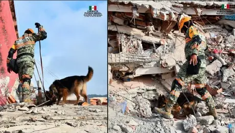 ¿Quiénes son los 22 perros rescatistas mexicanos enviados a Venezuela tras el doble terremoto?