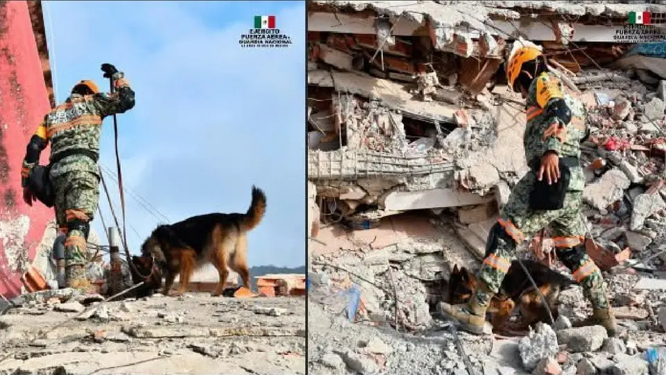 ¿Quiénes son los 22 perros rescatistas mexicanos enviados a Venezuela tras el doble terremoto?