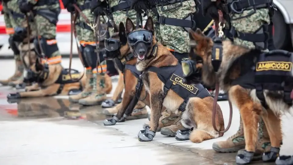 Fueron 22 binomios caninos mexicanos que viajaron a Venezuela para sus labores de rescate / Especial