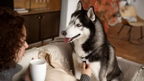 ¿Con quién se queda el perro? Lucas es el primer lomito en recibir pensión tras divorcio de sus dueños