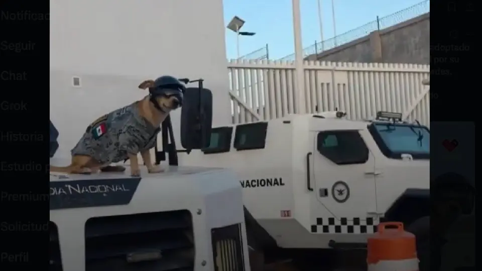 El pequeño chihuahua utiliza casco, chaleco táctico y gafas adaptadas especialmente a su tamaño./ Captura de pantalla