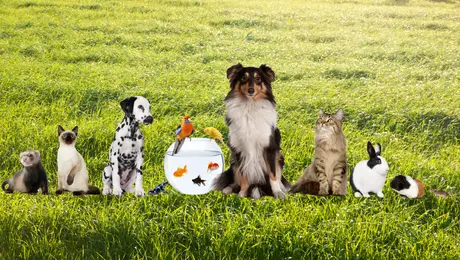 Senado aprueba nueva ley para proteger a los animales: ¿qué cambiará?