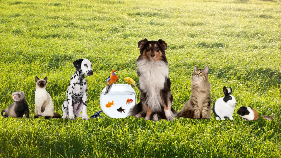 Senado aprueba nueva ley para proteger a los animales: ¿qué cambiará?