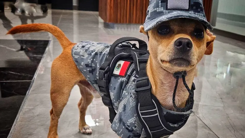 Con apenas 21 centímetros de altura, Comando se ha convertido en el integrante canino más pequeño de la corporación./ Guardia Nacional