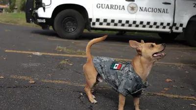 Comando, el chihuahua que se convirtió en el integrante más pequeño de la Guardia Nacional