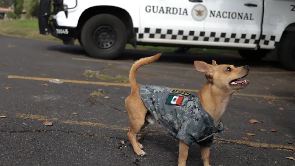 Comando, el chihuahua que se convirtió en el integrante más pequeño de la Guardia Nacional