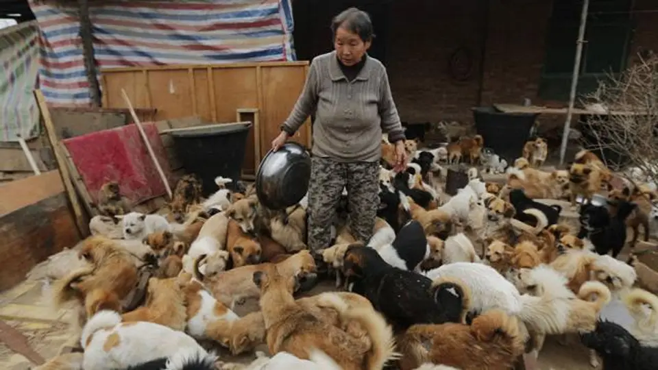 Mujeres chinas alimentan diario a mil 300 perros