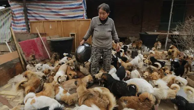 Mujeres chinas alimentan diario a mil 300 perros